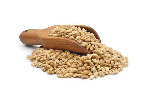 Raw pearl barley groats in wooden scoop isolated on white background. Organic cereals for healthy eating.
