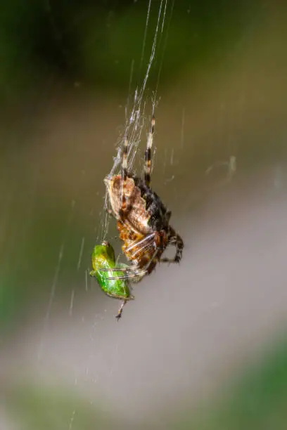 Close-up of a female European garden cross spider Araneus diadematus in the web.