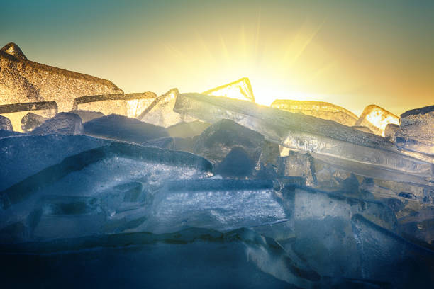 Young Toros. Ice Shine in the sun like jewels. Shooting in backlit conditions