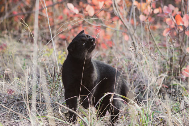 istock The Black Cat in the Yellow Autumn 1436691823
