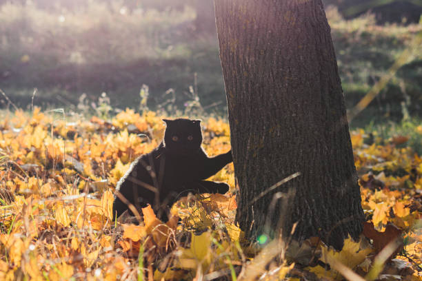 The cute black cat who loves adventures in nature to admire and discover locations.