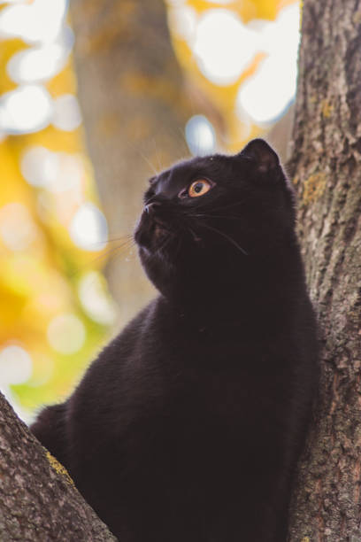 istock The Black Cat in the Yellow Autumn 1436691993