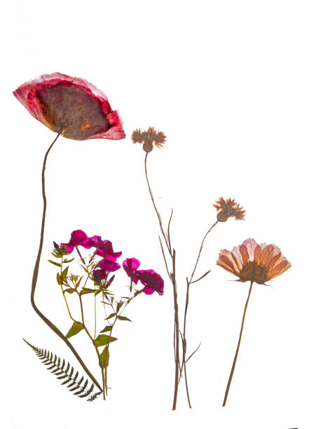 Pressed spring and summer flowers, red and purple. stock photo