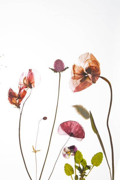 istock Pressed spring and summer flowers, red and purple. 1436693447