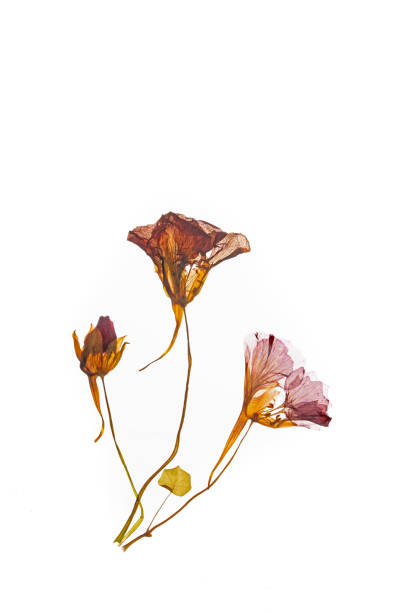 istock Pressed and dried delicate red flowers nasturtium Tropaeolum. 1436693454