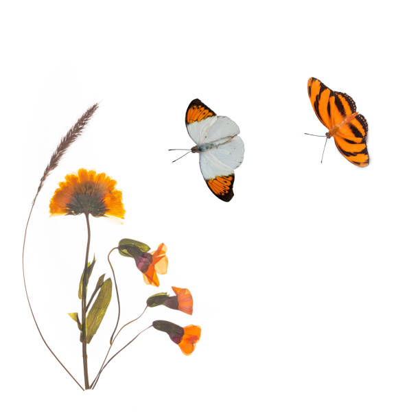 istock Orange pressed poppy and butterfly with two butterflies. 1436693468