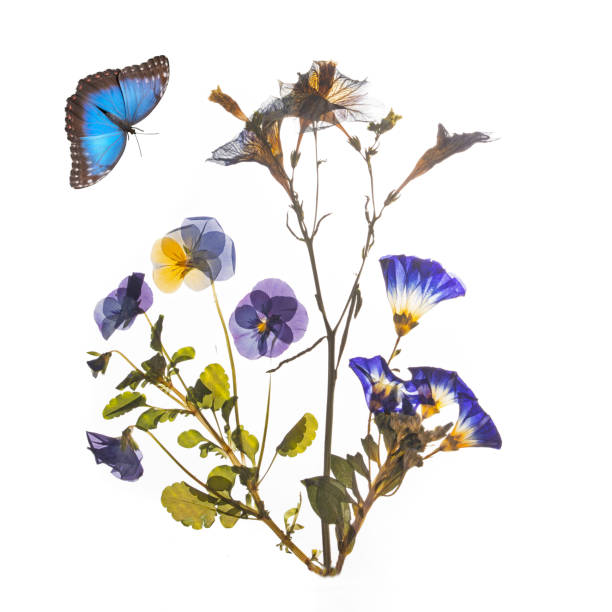 Beautiful blue pressed and dried flowers and butterfly. stock photo