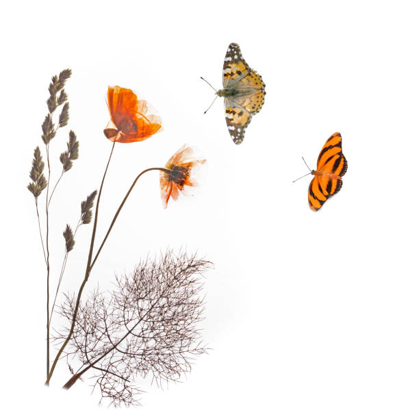 istock Orange pressed poppy and butterfly with two butterflies. 1436693514