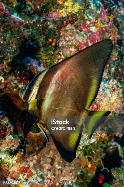 Longfin Batfish Platax Teira Cleaned By Bluestreak Cleaner Wrasse Labroides Dimidiatus Palau Micronesia Stock Photo - Download Image Now