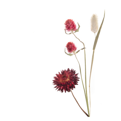 Red dry and pressed flowers and grass on a white background. High quality photo