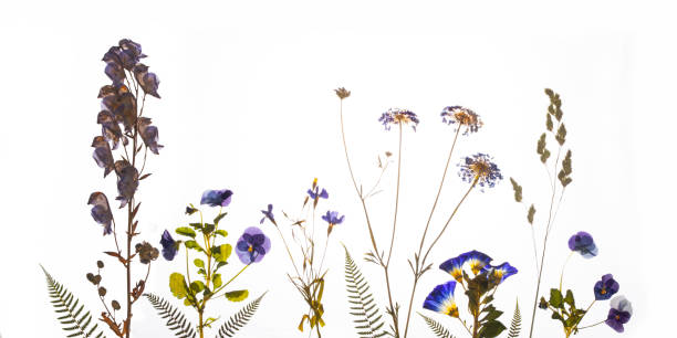 istock Pressed spring and summer flowers, blue and purple pastel. 1436693599