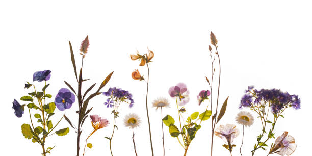 istock Pressed spring and summer flowers, blue and pink pastel. 1436693647
