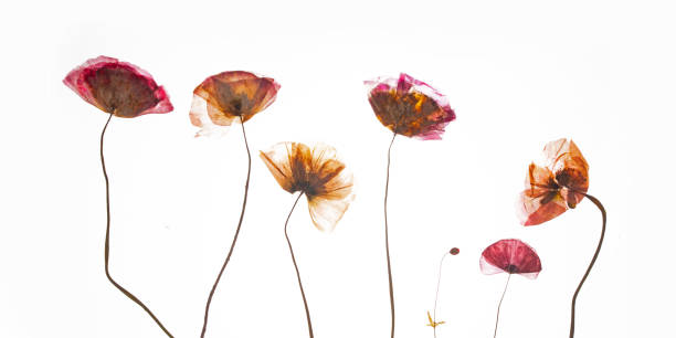 A group of pressed red poppies isolated on a white background. stock photo