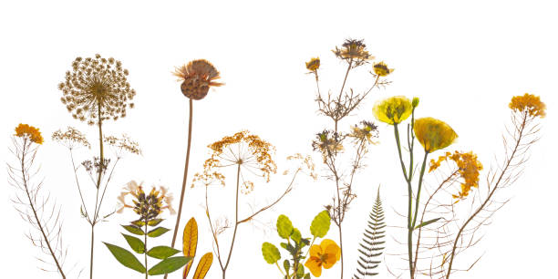 istock Dried yellow flowers composition of pressed flowers. 1436693697