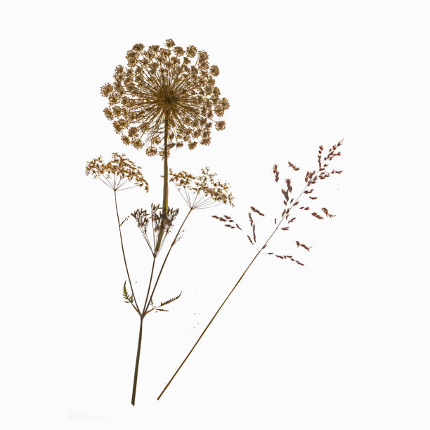 Dill, Anethum graveolens and grass dry pressed on white background. stock photo
