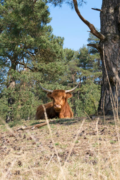 Beautiful horned Highland Cattle in a natural environment. stock photo
