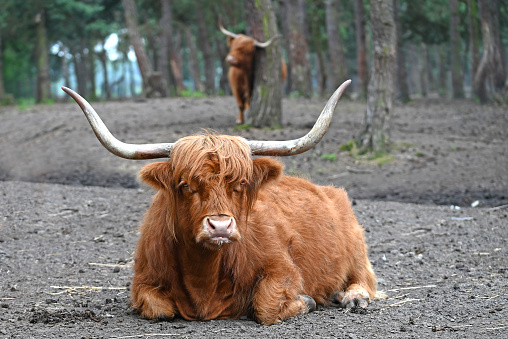 Beautiful horned Highland Cattle in a natural environment.. High quality photo