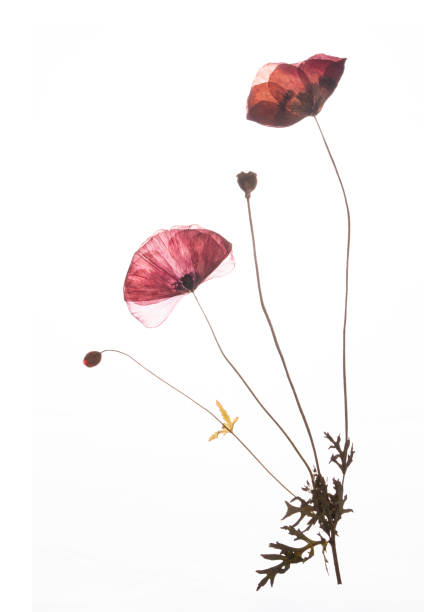 Two pressed red poppies isolated on a white background stock photo
