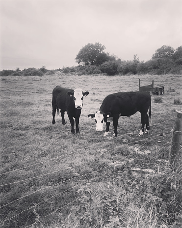 Black and white cows looking at the camera eating in a field of grass