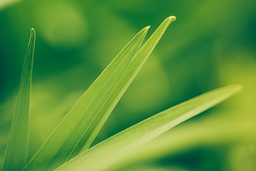 Green leaves, defocused background image