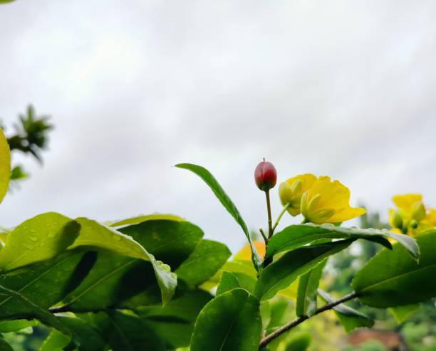 istock Red and yellow flowers 1436698195