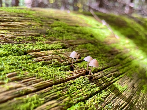 Magic Mushrooms - nature