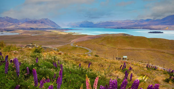 el campo de flor de lupino en la zona salvaje de la temporada de primavera como lago azul y fondo de montaña del cielo - new zealand fotos fotografías e imágenes de stock