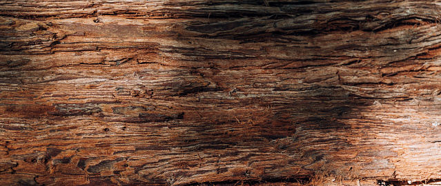 Panoramic photo relief texture of dry tree bark. Brown bark background. Banner.