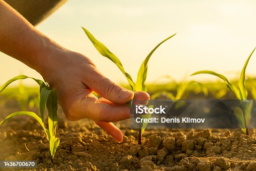istock Female hand of vegetable grower touching corn seedlings close-up. Woman agronomist examining plant sprout in cornfield, new crop. 1436700670