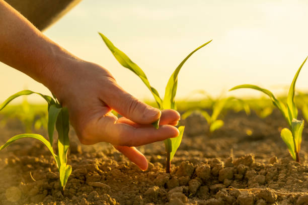 Female hand of vegetable grower touching corn seedlings close-up. Woman agronomist examining plant sprout in cornfield, new crop. Female hand of vegetable grower touching corn seedlings close-up. Woman agronomist examining plant sprout in cornfield, new crop. grain sprout stock pictures, royalty-free photos & images