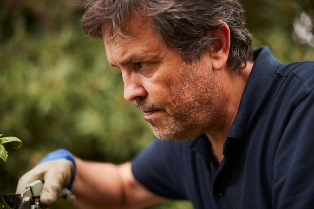 istock Mature man pruning plants in a garden. 1436701060
