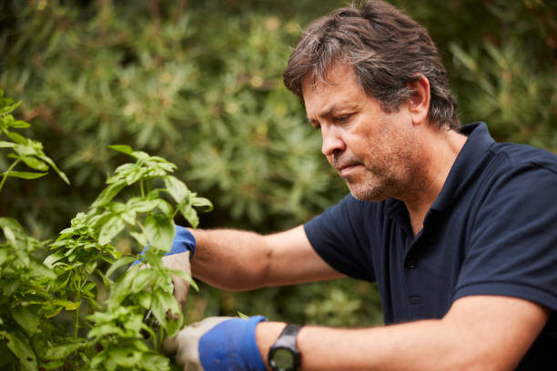 istock A mature man is pruning basil in a herb garden. 1436701062