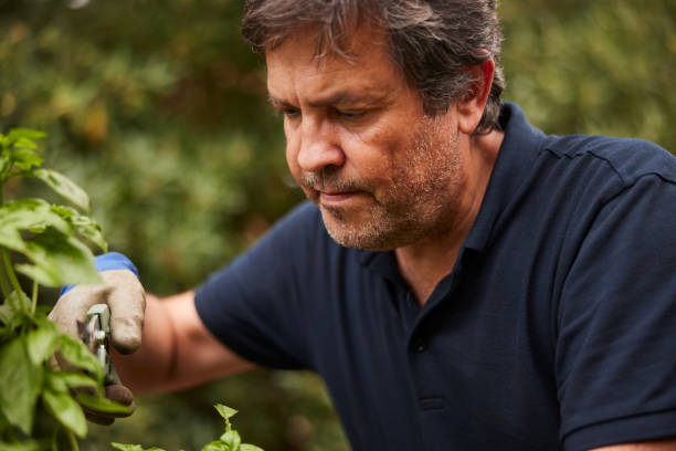 istock Mature man pruning basil in a herb garden. 1436701063
