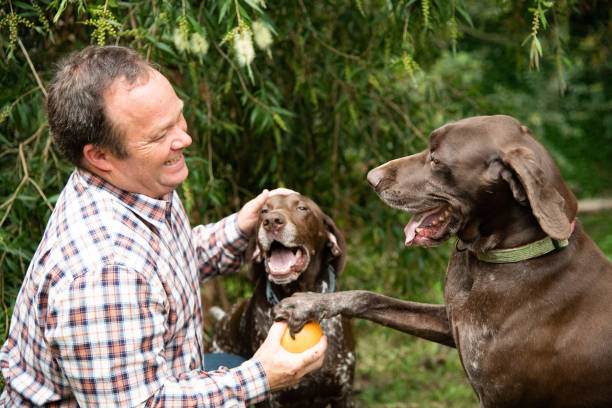 istock Man with two dogs playing with a ball 1436702961