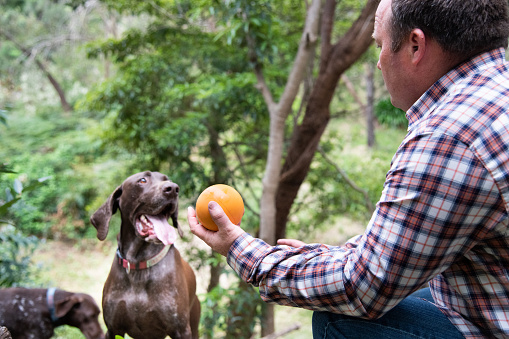 Australian backyard, man  playing with two dogs. Overcast day, long sleeve plaid shirt. Retriever breed dogs.