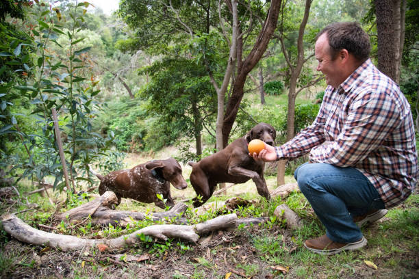 istock Man with two dogs playing with a ball 1436703284