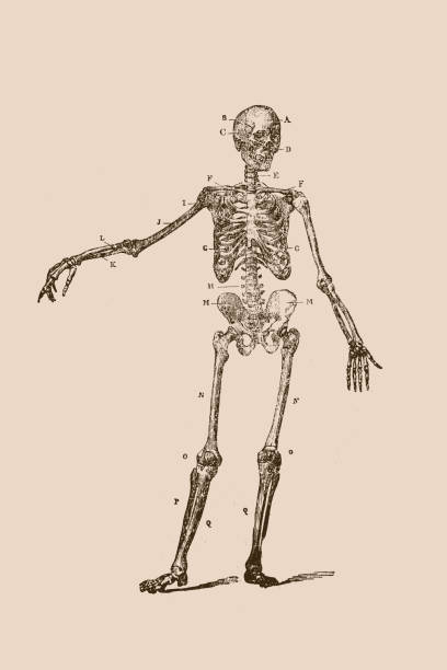 휴머니즘 스켈레톤 - sketch skull people anatomy stock illustrations