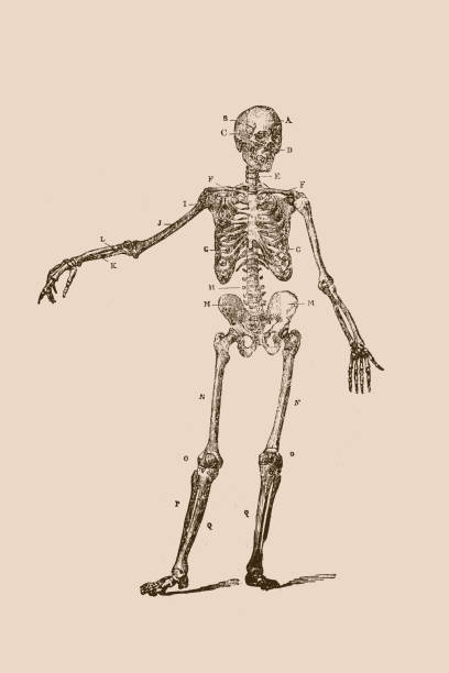 скелет человека - human skeleton people human spine human bone stock illustrations