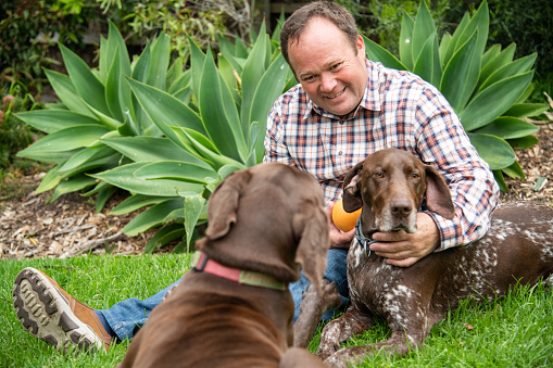Australian backyard, man  playing with two dogs. Overcast day, long sleeve plaid shirt. Retriever breed dogs.