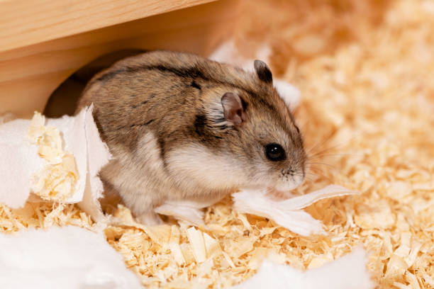 istock Hamster standing near hole on sawdust, side view 1436705268