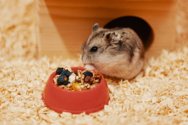 istock Hungry hamster eating dry food from bowl 1436705286