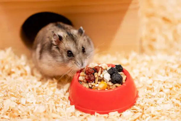 Hungry hamster standing near bowl of dry food