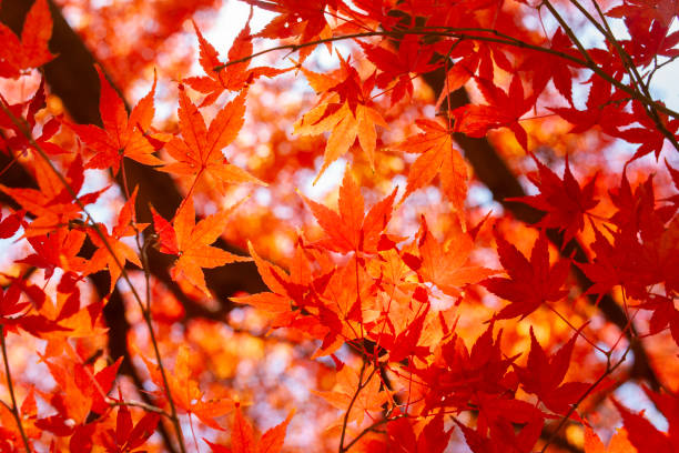 庭を紅葉します。 - nature environmental conservation red japanese maple ストックフォトと画像