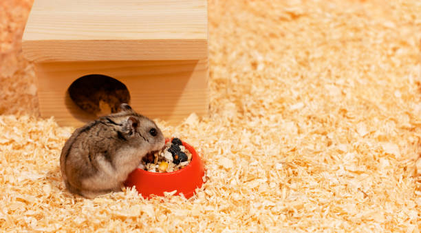 istock Hamster eating dry food from bowl 1436705394
