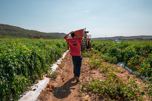 guanica, Puerto Rico – February 03, 2020: The rear view of farmer carrying a bucket of harvested tomatoes in the garden in Guanica, Puerto Rico