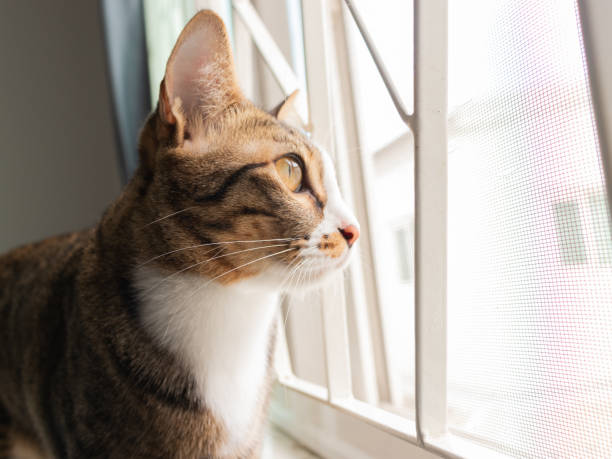 istock gray and white cat looking to the window 1436706324