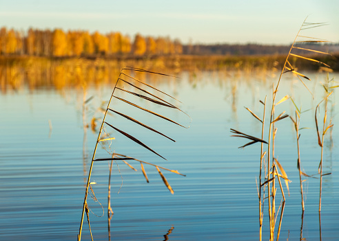 golden hour in a swamp lake, reeds in the foreground, reflections on the surface of the water, reflections in calm water, autumn