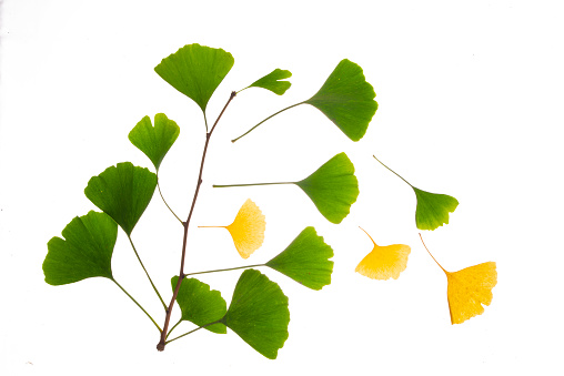 Horizontal closeup photo of vibrant green leaves, backlit by the morning sunlight, growing on a Gingko tree in Summer.  Soft focus background. NSW