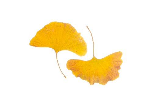 Two beautiful Ginkgo yellow leaves like yin and yang. High quality photo