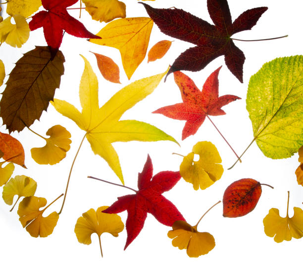 istock Mixed Autumn Leaves on a white background 1436707390
